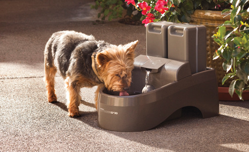 Outdoor Dog Fountain - Click Image to Close