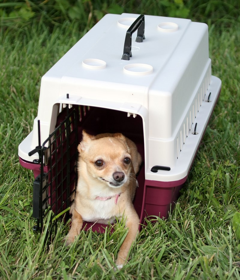Protective Carrier/Crate - Small - Click Image to Close