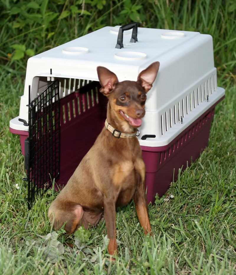 Protective Carrier/Crate - Junior - Click Image to Close