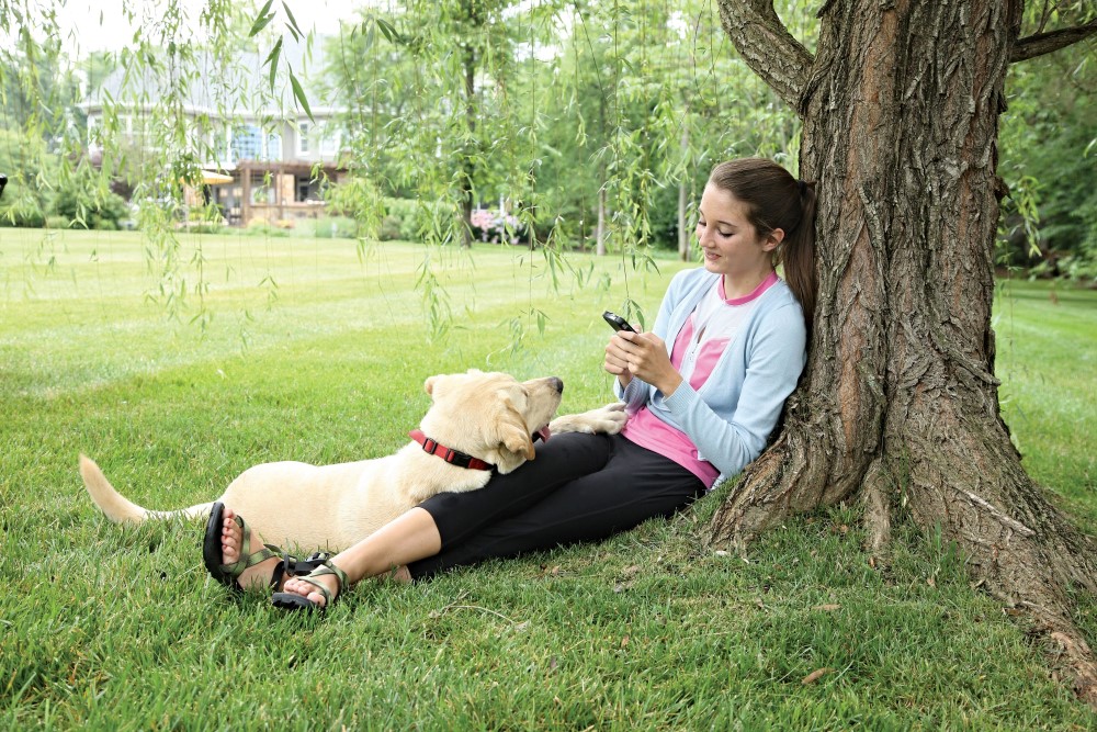 Stubborn Dog Stay + Play Wireless Fence - Click Image to Close