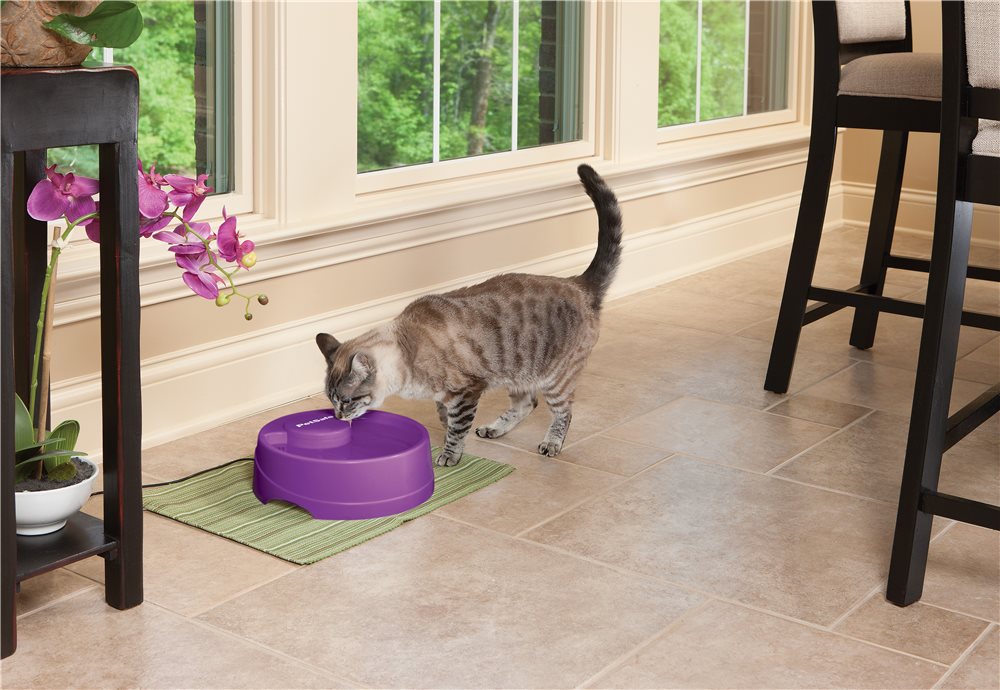 Current Pet Fountain - Medium Orchid - Click Image to Close