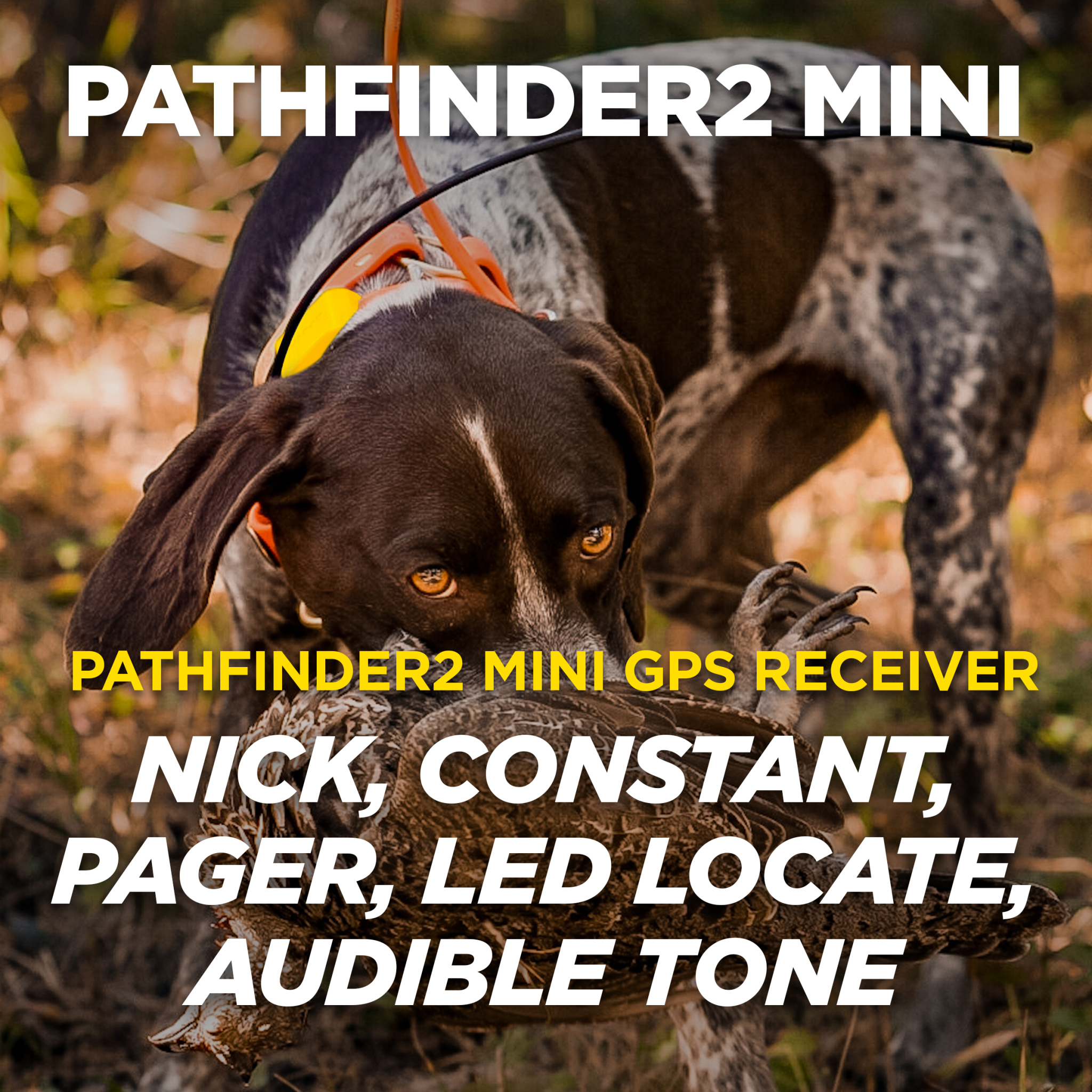 Pathfinder 2 Mini