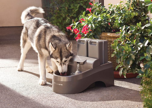 Outdoor Dog Fountain - Click Image to Close