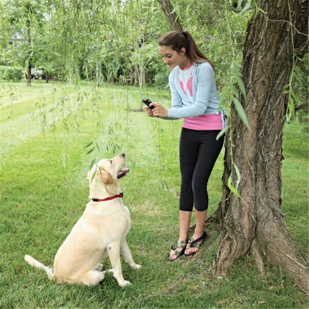 Stay & Play Wireless Fence for Stubborn Dogs - Click Image to Close